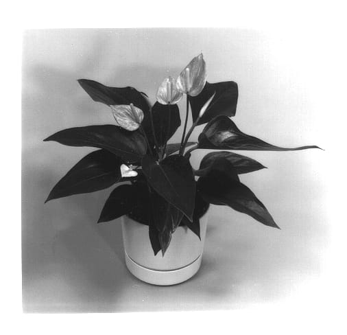 Figure 1 of US plant patent PP14200, the photograph of Peppermint Gemini printed in the patent.