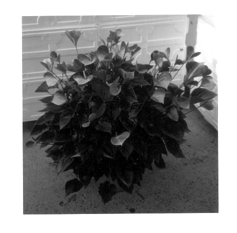 Figure 1 of US plant patent PP14201, the photograph of VR 151 printed in the patent.