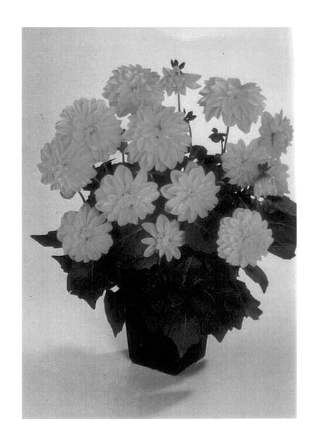 Figure 1 of US plant patent PP14202, the photograph of Margaret Improved printed in the patent.