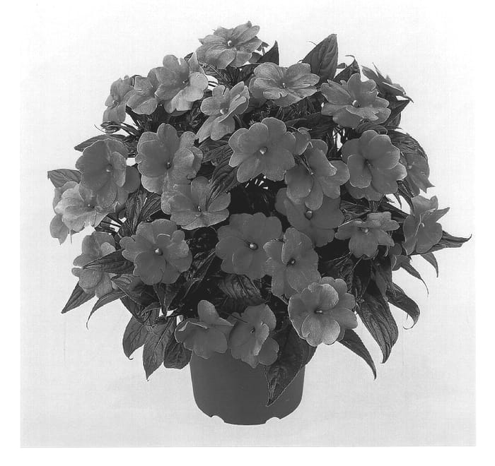 Figure 1 of US plant patent PP14203, the photograph of Duepettipi printed in the patent.