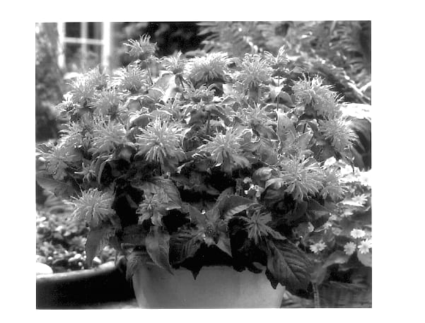 Figure 1 of US plant patent PP14204, the photograph of Pink Supreme printed in the patent.