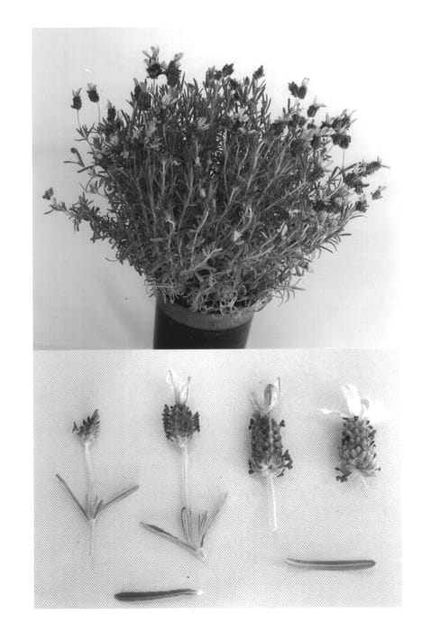 Figure 1 of US plant patent PP14205, the photograph of Madrid Pink Improved printed in the patent.