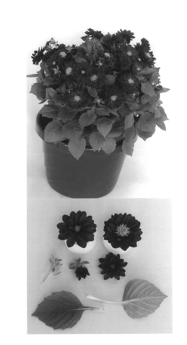 Figure 1 of US plant patent PP14206, the photograph of Dahlstar Burgundy Improved printed in the patent.