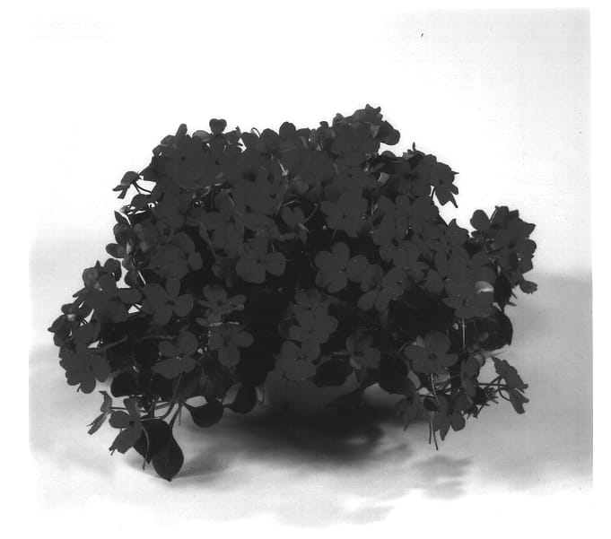 Figure 1 of US plant patent PP14207, the photograph of Danchesparkrd printed in the patent.