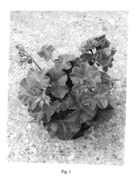 Figure 1 of US plant patent PP14208, the photograph of Pacblusy printed in the patent.