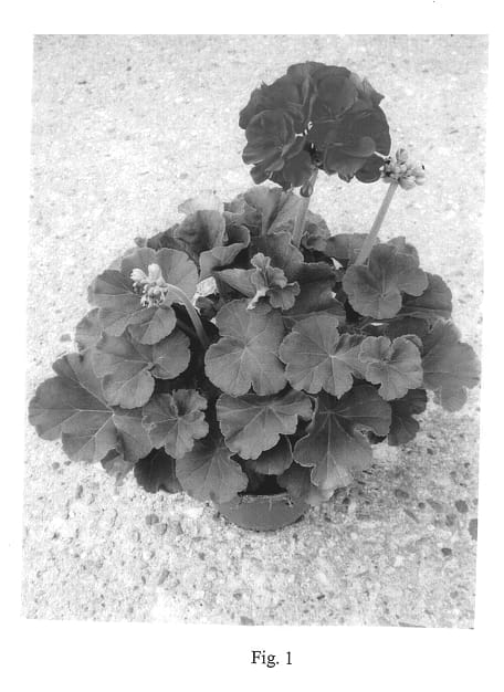 Figure 1 of US plant patent PP14209, the photograph of Pacvi printed in the patent.