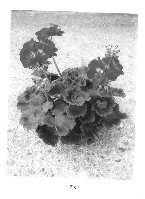 Figure 1 of US plant patent PP14210, the photograph of Pacshovi printed in the patent.