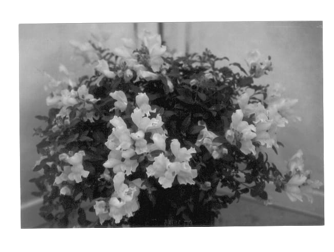 Figure 1 of US plant patent PP14211, the photograph of Yahit printed in the patent.