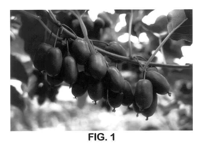 Figure 1 of US plant patent PP14212, the photograph of Hortgem Toru printed in the patent.