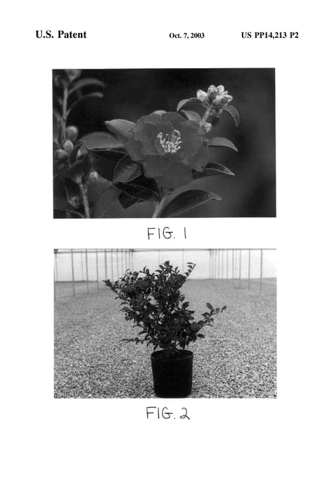 Figure 4 of US plant patent PP14213, the photograph of TDN 1116 printed in the patent.