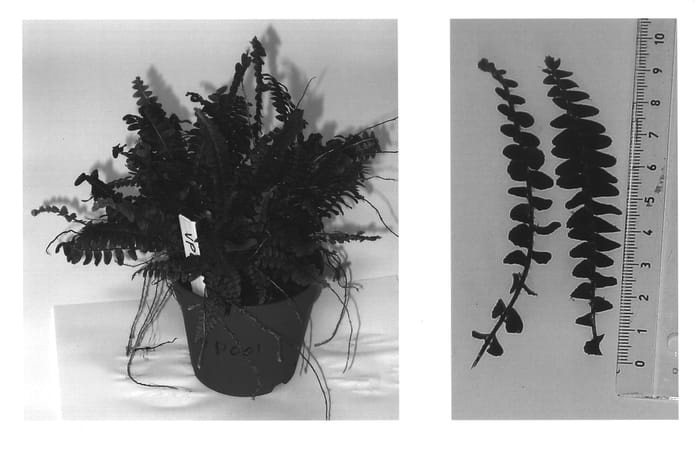 Figure 1 of US plant patent PP14214, the photograph of VP001 printed in the patent.