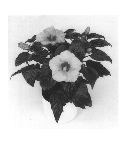 Figure 1 of US plant patent PP14215, the photograph of Chicago printed in the patent.