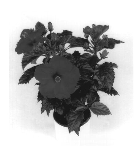 Figure 1 of US plant patent PP14216, the photograph of Charleston printed in the patent.