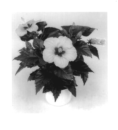 Figure 1 of US plant patent PP14217, the photograph of San Diego printed in the patent.