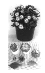 Figure 1 of US plant patent PP14218, the photograph of Kiedahbic printed in the patent.