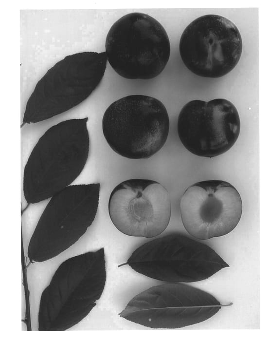 Figure 1 of US plant patent PP14219, the photograph of Plumsweetone printed in the patent.