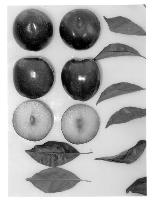 Figure 1 of US plant patent PP14220, the photograph of September Yummy® printed in the patent.