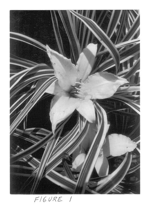 Figure 1 of US plant patent PP14221, the photograph of Malja printed in the patent.