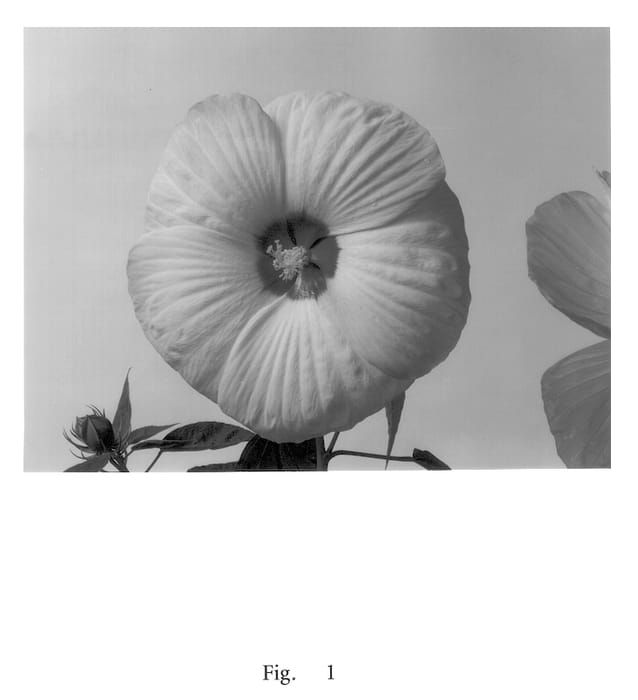 Figure 1 of US plant patent PP14222, the photograph of Morrison-Gilberg (VI) printed in the patent.