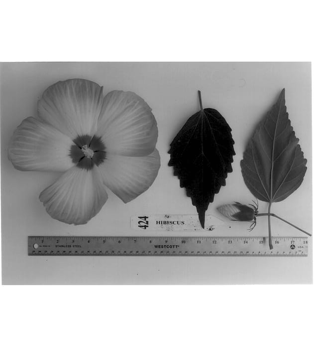 Figure 1 of US plant patent PP14223, the photograph of Morrison-Gilberg (VIII) printed in the patent.