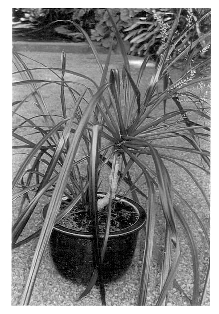 Figure 1 of US plant patent PP14224, the photograph of JURred printed in the patent.