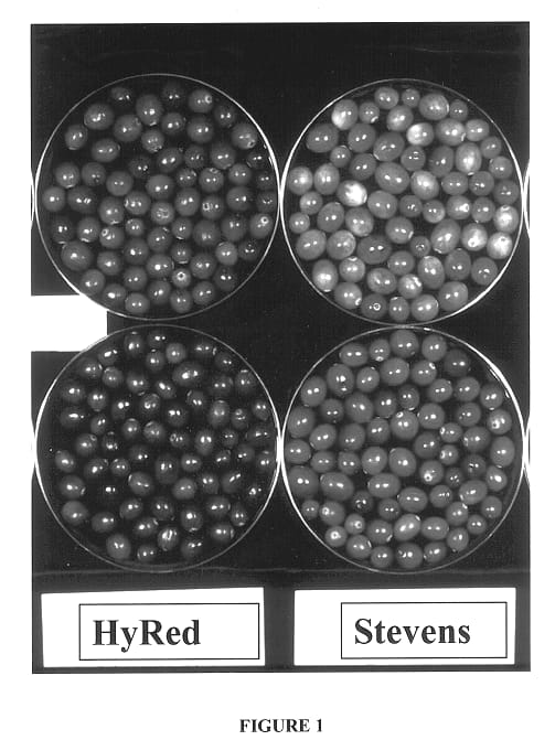 Figure 1 of US plant patent PP14225, the photograph of HyRed printed in the patent.