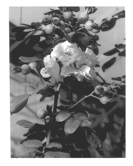 Figure 1 of US plant patent PP14226, the photograph of Breapum printed in the patent.