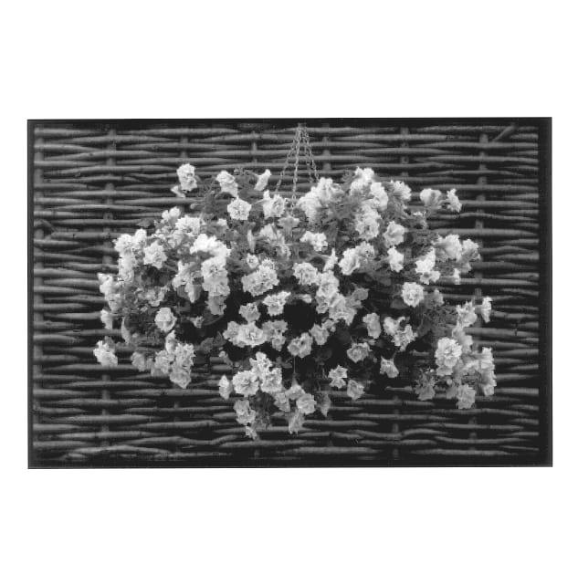 Figure 1 of US plant patent PP14227, the photograph of Kermar printed in the patent.