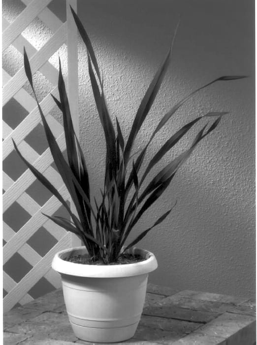 Figure 1 of US plant patent PP14228, the photograph of Merlot printed in the patent.