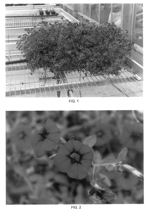 Figure 1 of US plant patent PP14229, the photograph of Kakegawa S43 printed in the patent.