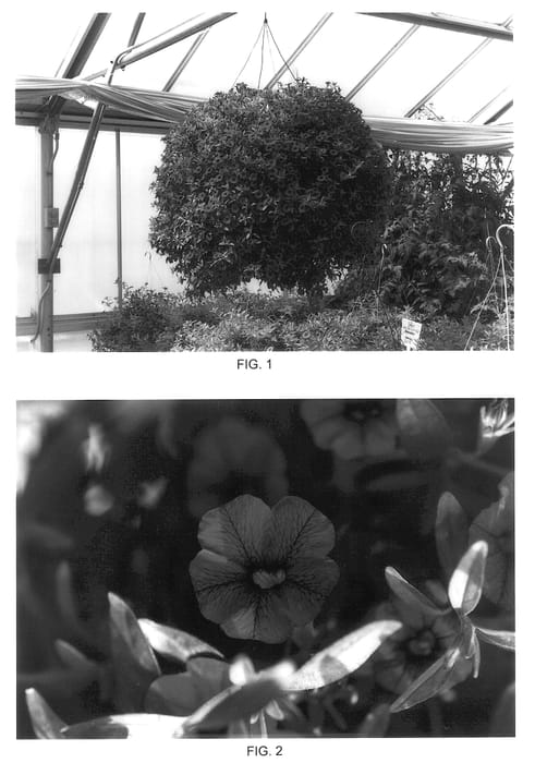 Figure 1 of US plant patent PP14230, the photograph of Kakegawa S50 printed in the patent.