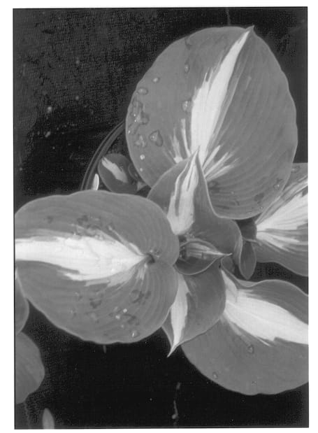 Figure 1 of US plant patent PP14232, the photograph of Thunderbolt printed in the patent.