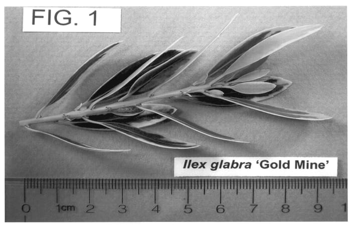 Figure 1 of US plant patent PP14233, the photograph of Gold Mine printed in the patent.