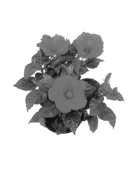 Figure 1 of US plant patent PP14234, the photograph of New York printed in the patent.