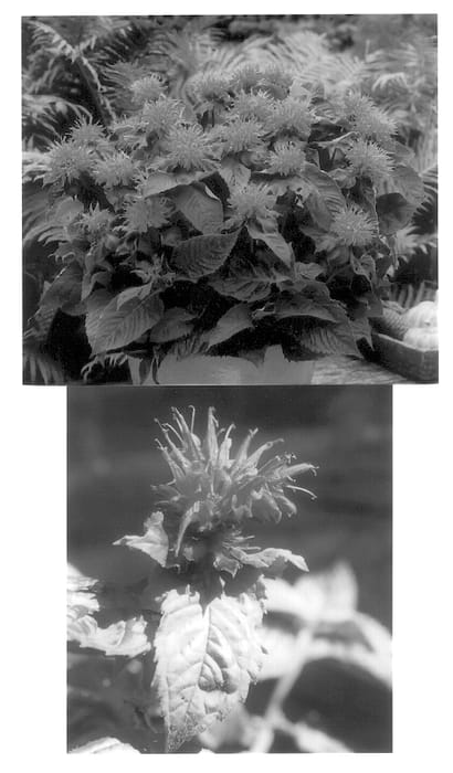 Figure 1 of US plant patent PP14235, the photograph of Fireball printed in the patent.