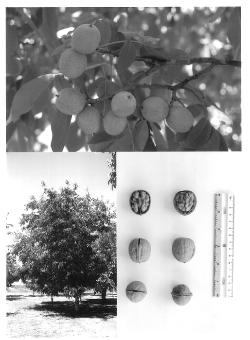 Figure 1 of US plant patent PP14236, the photograph of Fredrick printed in the patent.