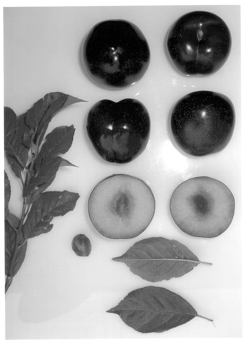 Figure 1 of US plant patent PP14237, the photograph of Yummycrisp printed in the patent.