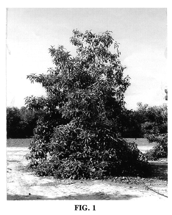 Figure 1 of US plant patent PP14238, the photograph of Harvest printed in the patent.