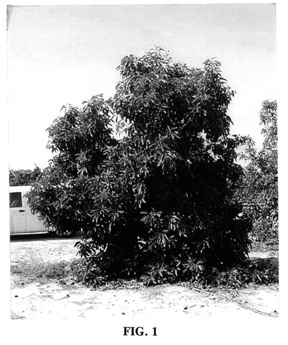Figure 1 of US plant patent PP14239, the photograph of 3-29-5 printed in the patent.