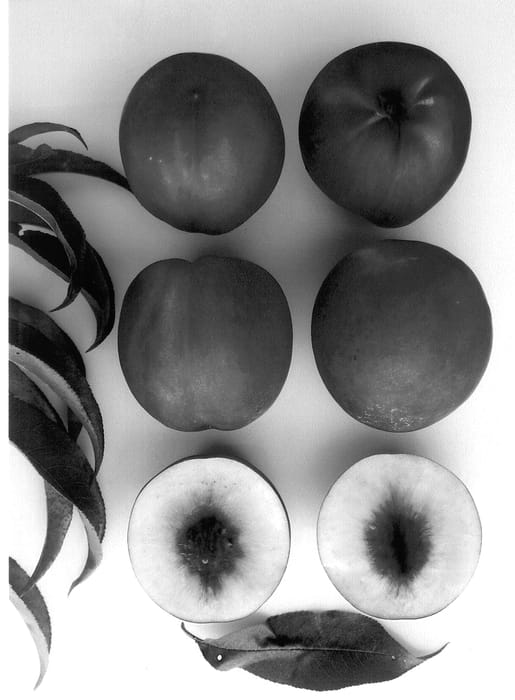 Figure 1 of US plant patent PP14240, the photograph of Giant Pearl printed in the patent.
