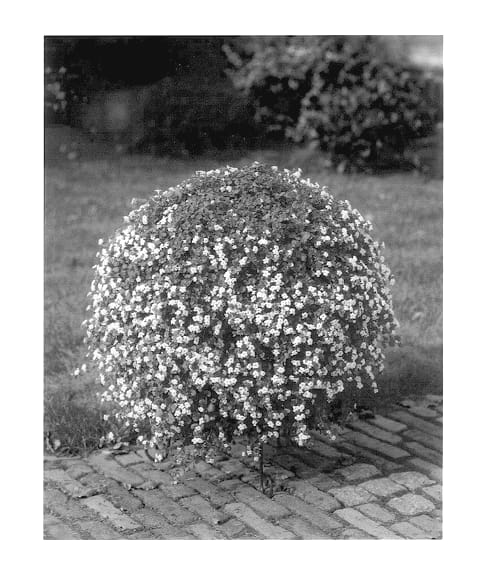 Figure 1 of US plant patent PP14241, the photograph of Suttipp printed in the patent.