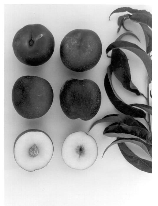 Figure 1 of US plant patent PP14242, the photograph of Diamond Pearl printed in the patent.