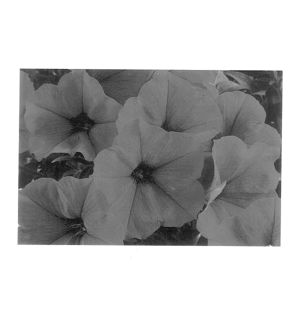 Figure 1 of US plant patent PP14243, the photograph of Jam Scarl printed in the patent.