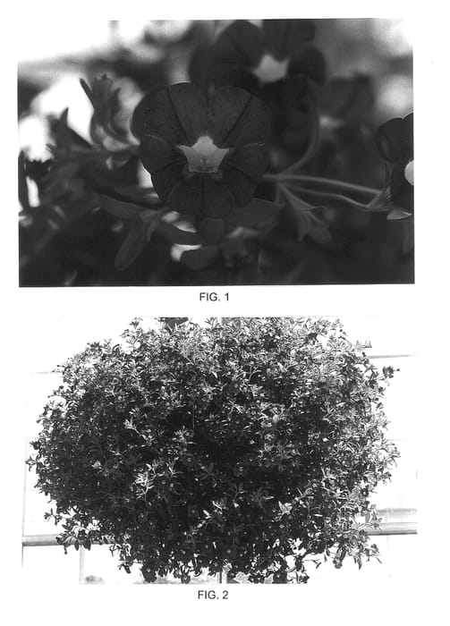 Figure 1 of US plant patent PP14244, the photograph of Kakegawa S44 printed in the patent.