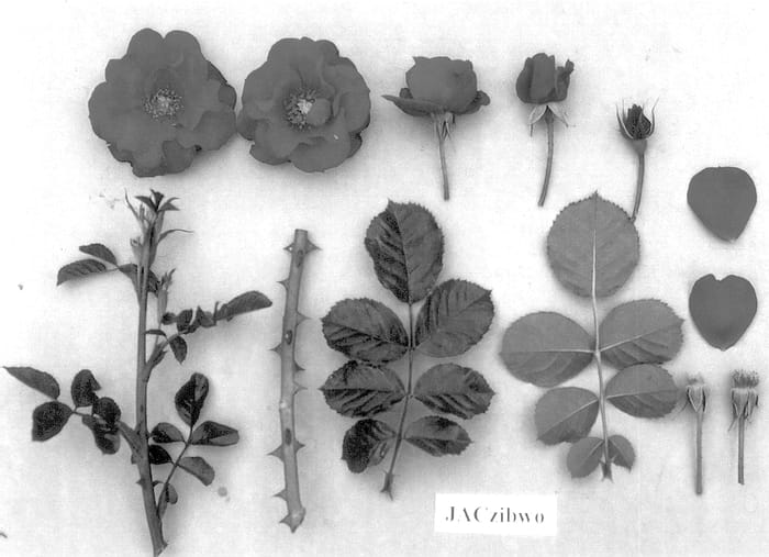 Figure 1 of US plant patent PP14245, the photograph of Jaczibwo printed in the patent.