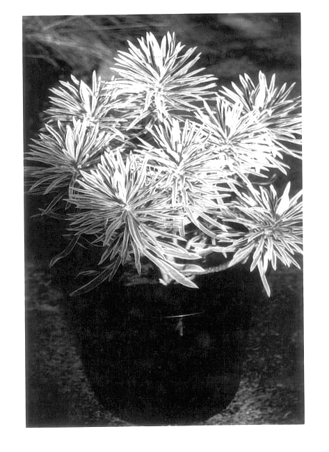 Figure 1 of US plant patent PP14246, the photograph of Vanilla Swirl printed in the patent.