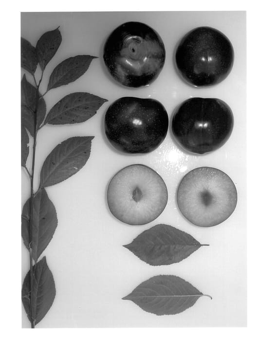 Figure 1 of US plant patent PP14247, the photograph of August Yummy printed in the patent.