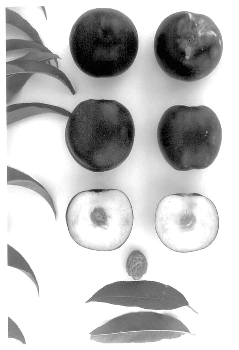 Figure 1 of US plant patent PP14248, the photograph of Early Pearl printed in the patent.