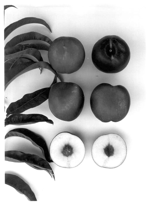 Figure 1 of US plant patent PP14249, the photograph of Candy Pearl printed in the patent.