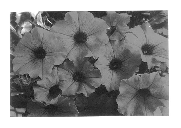 Figure 1 of US plant patent PP14250, the photograph of Whip Blurose printed in the patent.